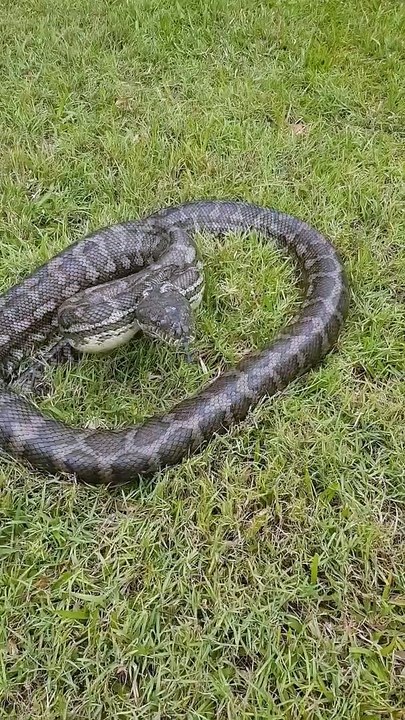 Un homme s’approche un peu trop près d’un python dans son jardin...