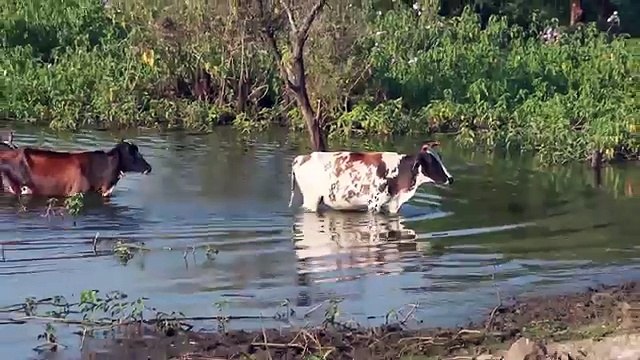 Cow For Kids | Cow Videos For Children | Cow Video for Kids