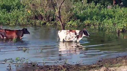 Cow For Kids | Cow Videos For Children | Cow Video for Kids