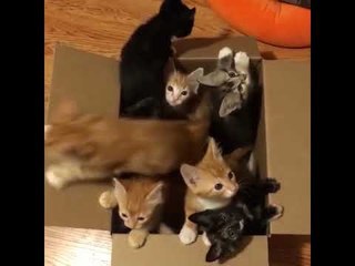 Video herunterladen: Adorable Foster Kittens Love Playing in Their Box