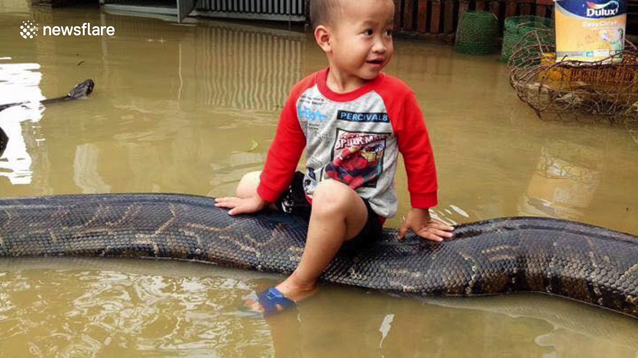 Three-year-old boy rides python during deadly floods in Vietnam