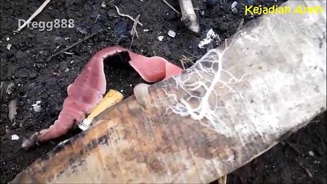 Ngeri!!! 8 Video Aneh Tapi Nyata Di Dunia (Kejadian Aneh)