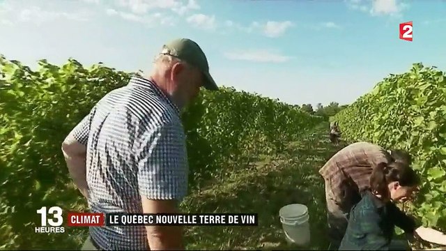 Conso : le réchauffement climatique rend possible la viticulture au Québec