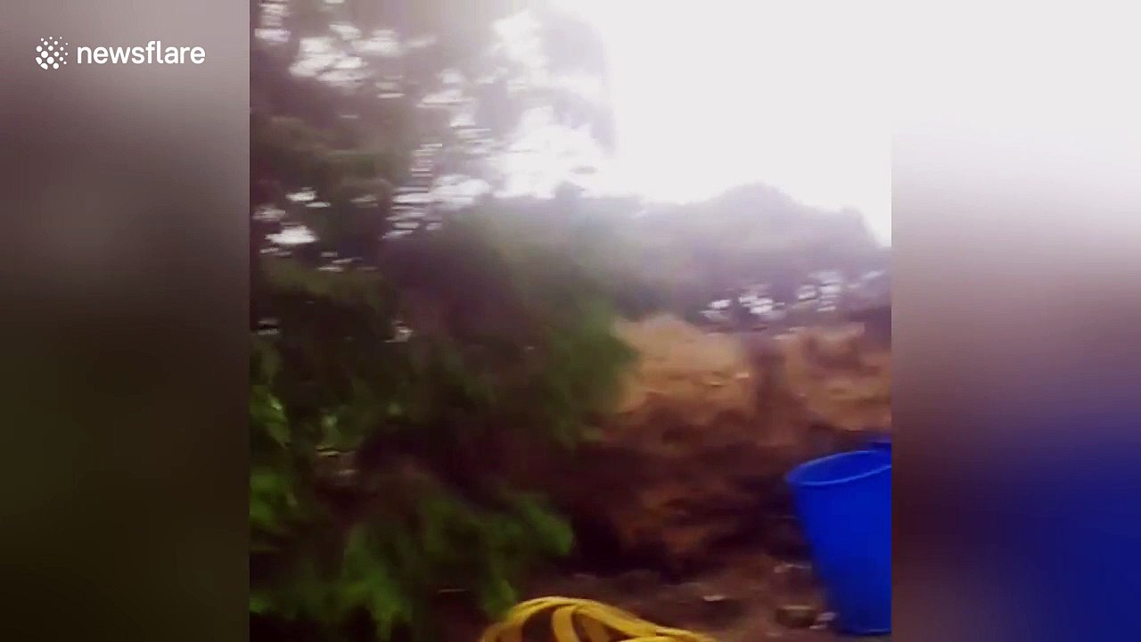 Row of trees blown over by Storm Ophelia in County Cork