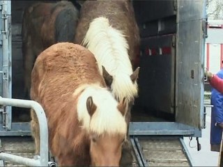 Vieux cheval passion