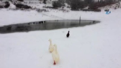 Rize'de Sahilde Şiddetli Yağmur, Yaylalarda Kar