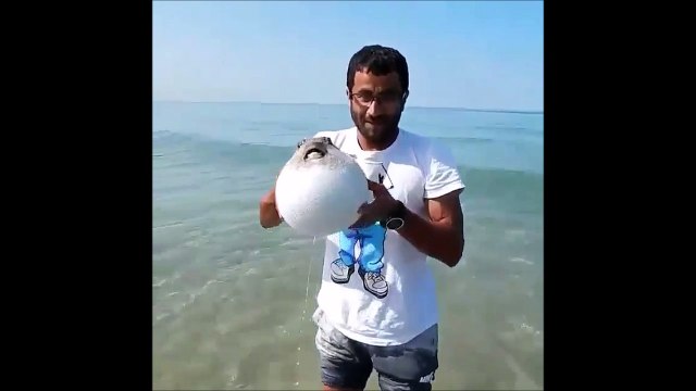 Un poisson gonflé comme un ballon pour se défendre!