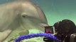 Ce dauphin embrasse des plongeurs sur la bouche... Gros bisous adorables