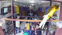 BIRD MARKET : Jual Yorkshire Ring NB Belanda Beauty Contest Gacor Di TJM Canary Farm