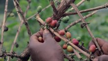 Film About Coffee – Một bộ phim về cà phê Full HD | PrimeCoffee