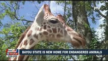 GLOBAL NEWS: Bayou State is new home for endangered animals