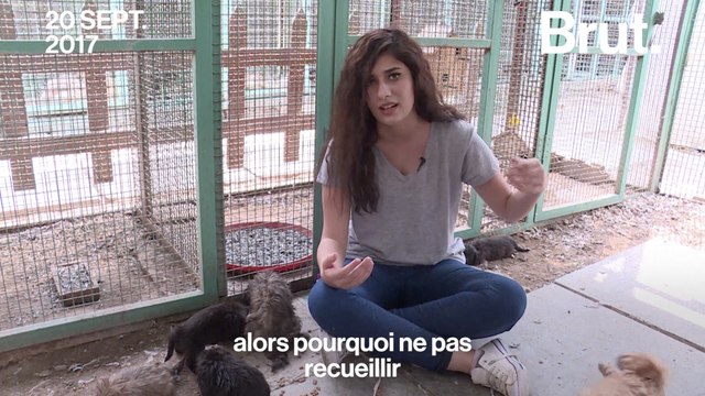 Une jeune fille veut sauver les animaux errants de Bagdad