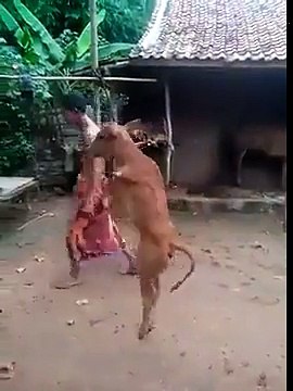 L'équilibre de cette vache qui marche sur deux pattes est fascinant