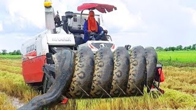 Terrifying!! Brave Brothers Catch Extremely Big Snake Nearby Harvesting Machine