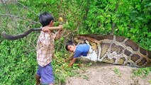 Wow! Two Clever Brothers Trap Big Snakes Using Very First Metal Net Trap