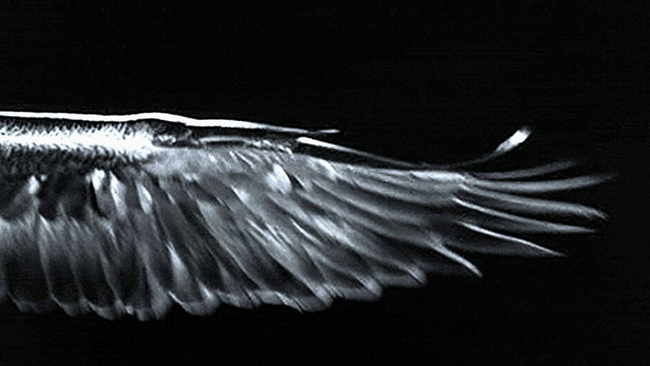 Angel Video