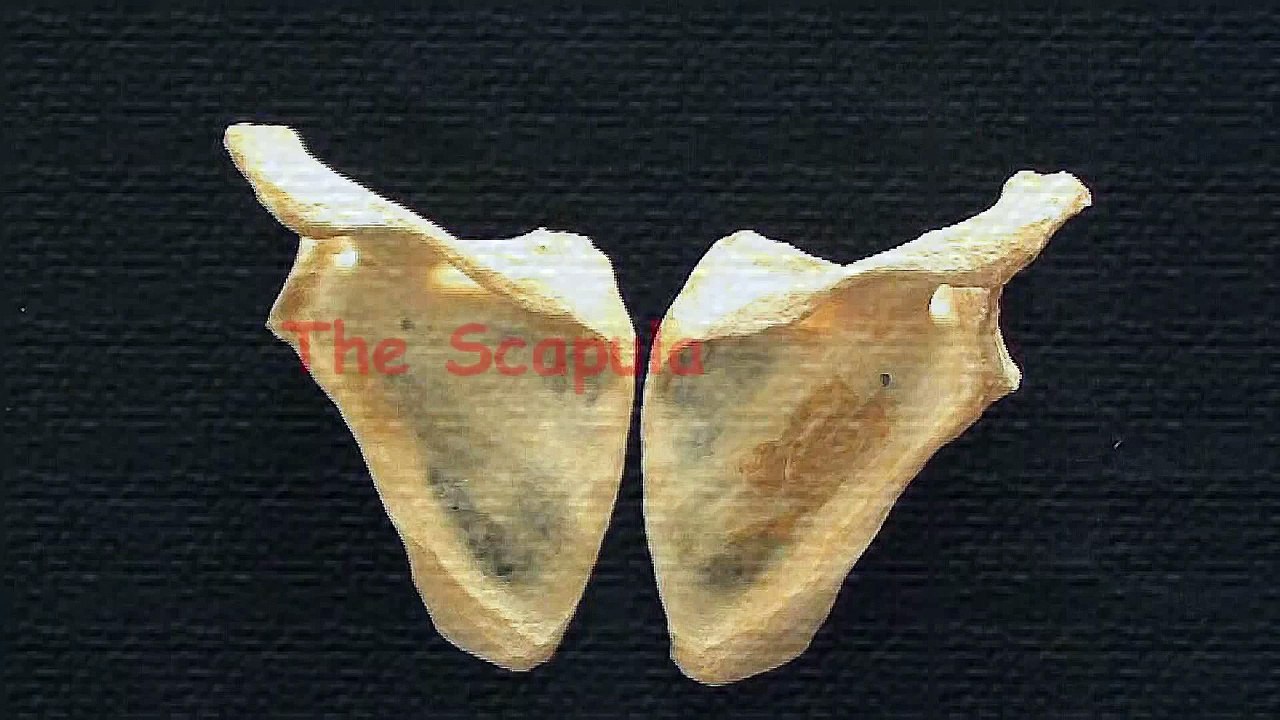 Human Anatomy Video: Scapula