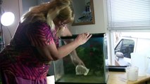 Setting up used fish tank - Make a craigslist used tank look new and special!