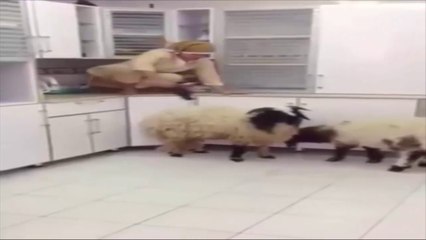 خادمة اندنوسية تصرخ في مطبخ وتطلب النجدة ؟شف من مين