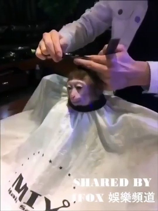 Funny Monkey Video