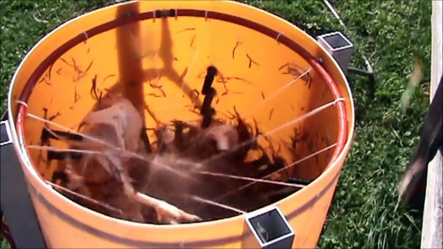 Butchering Egg Laying Chickens: From Barn to Can