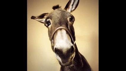 Se você ama Jesus Compartilhe - FACEBURRICO