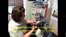Part 1 Grooming the Matted & Fear Aggressive dog - Health Focus Part 1 of 2