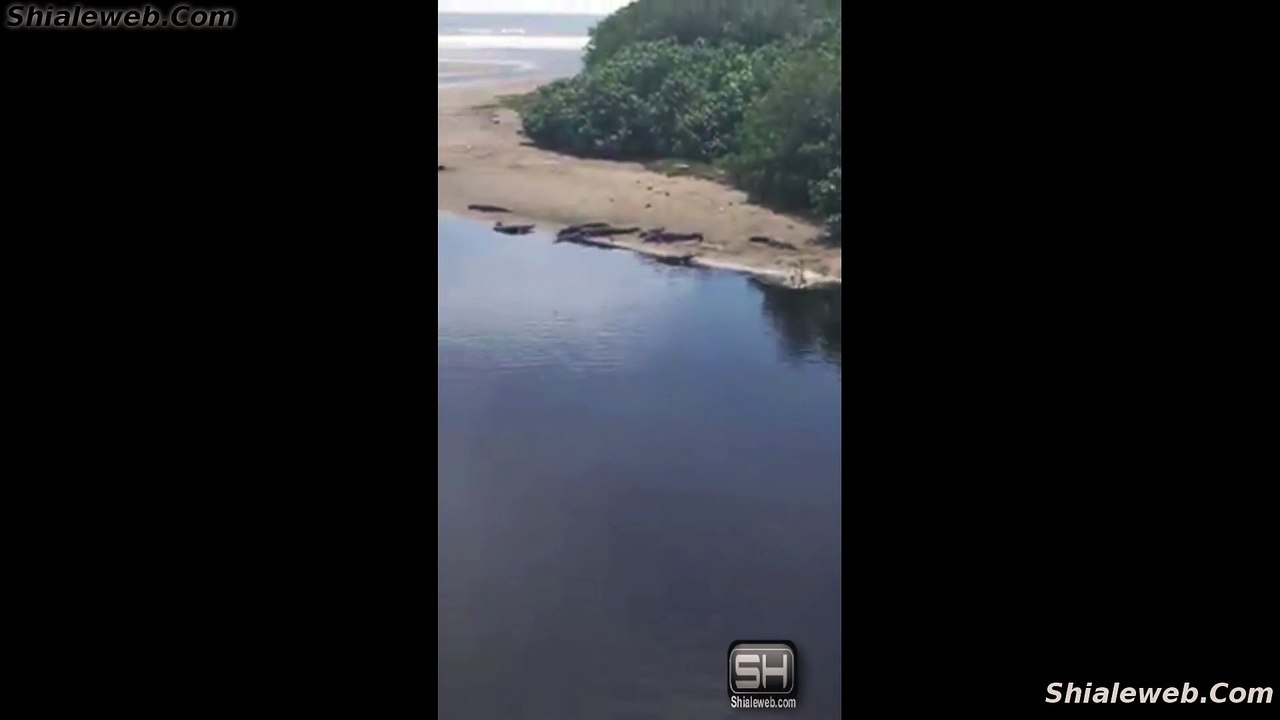 Cocodrilos En La Barra De Santa Ana Lazaro Cardenas Michoacan Mexico Reserva Reptil