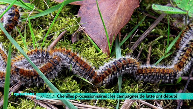 3 questions en plus : les chenilles processionnaires