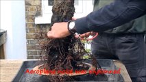 How to bonsai - A Grape Bonsai Tree Repotting