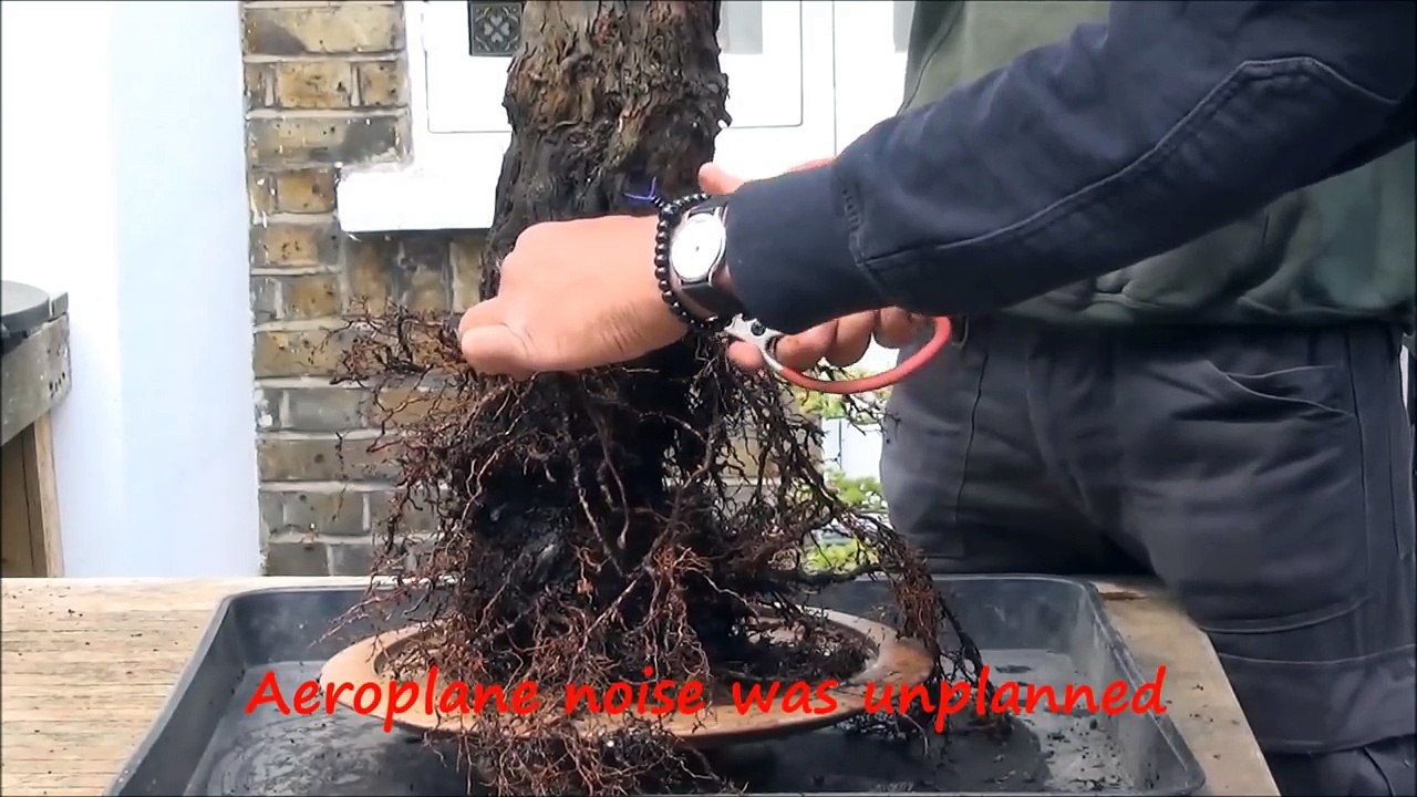 How to bonsai - A Grape Bonsai Tree Repotting