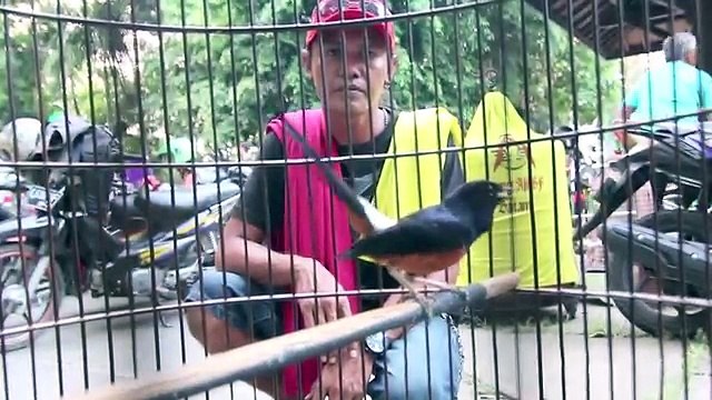 SUARA BURUNG : Black Devil Murai Ekor Hitam Full Isian Cililin Gacor 200 Juta