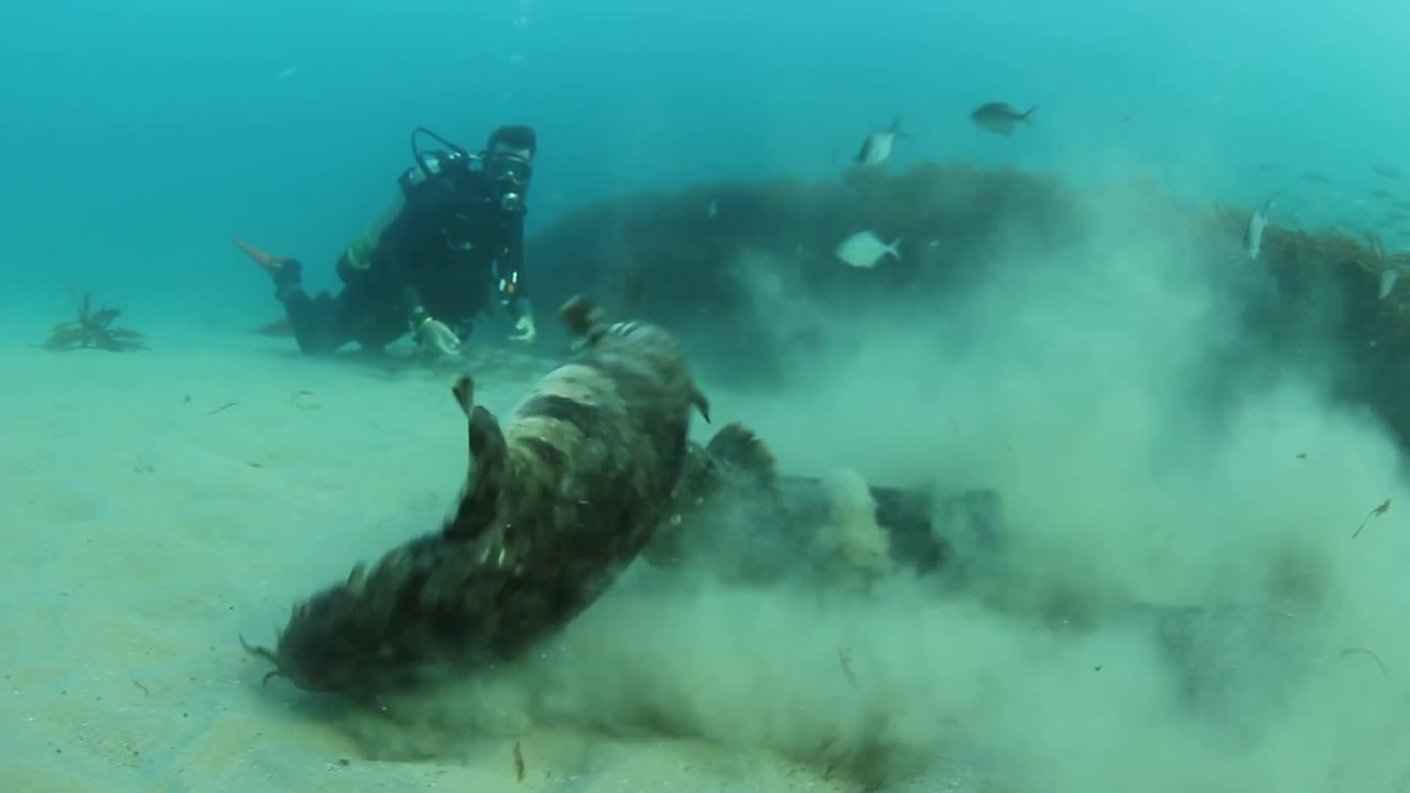 Voilà comment les requins tapis attirent l'attention des femelles... Douloureux