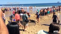 Des centaines de touristes forment une chaine humaine pour sauver un requin echoué sur la plage