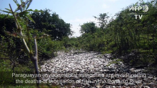 Authorities investigate fish deaths in Paraguay river
