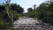 Paraguay:Des milliers de poissons trouvés morts dans une rivière