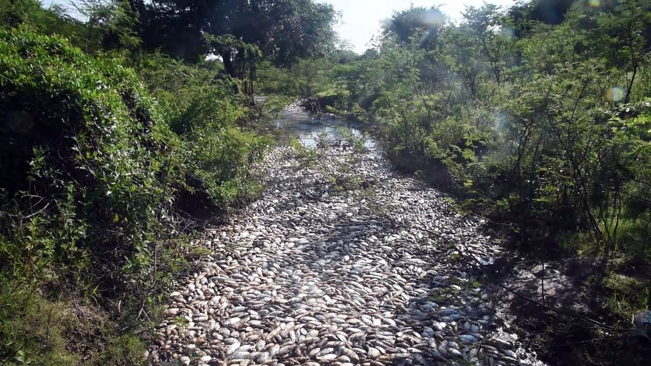 Investigan masiva mortandad de peces en río de Paraguay