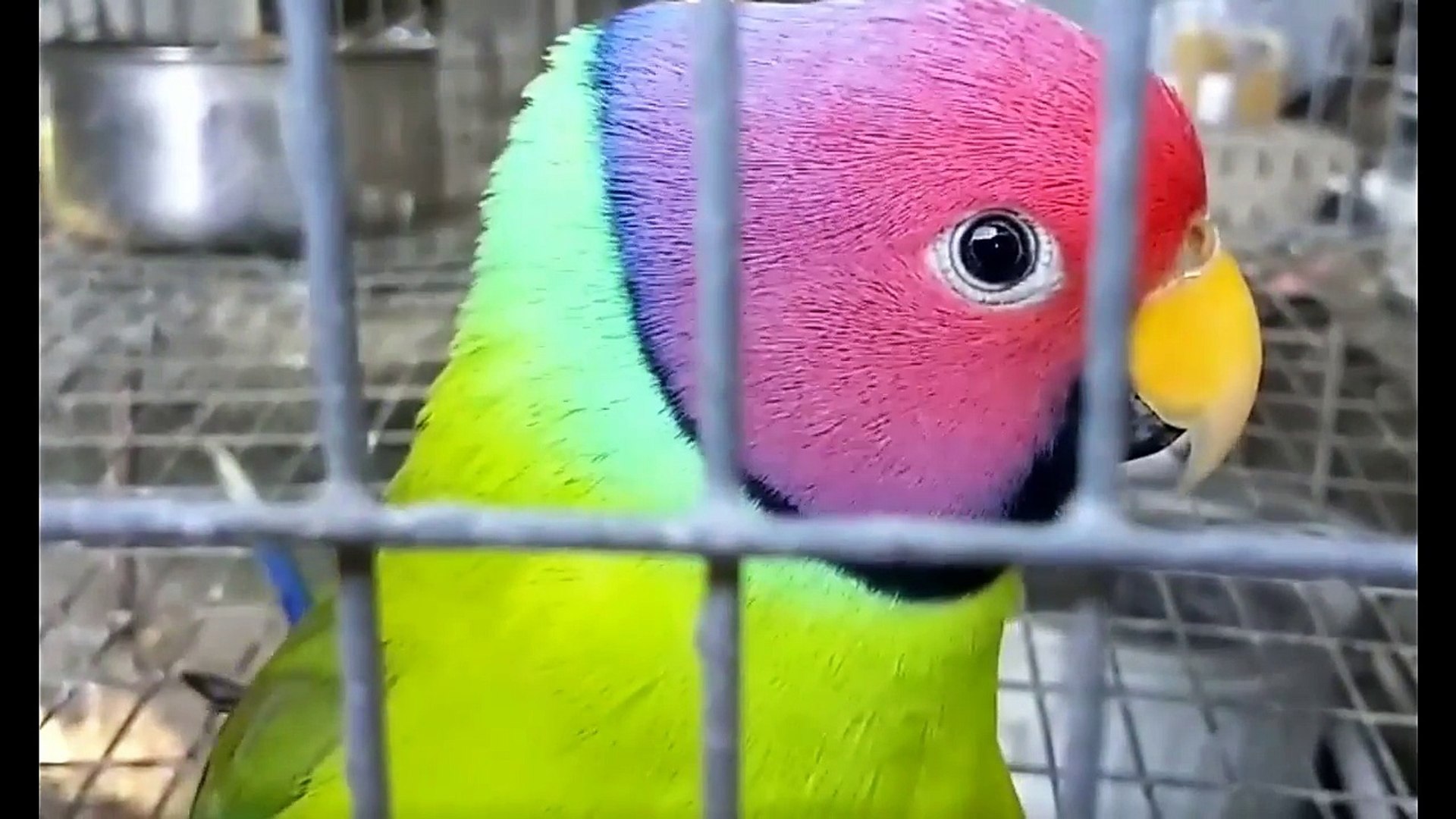 Everything about Plum headed parakeet in English || Medium Parakeets