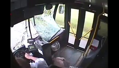 A deer rides in a bus ركوب الغزلان في حافلة