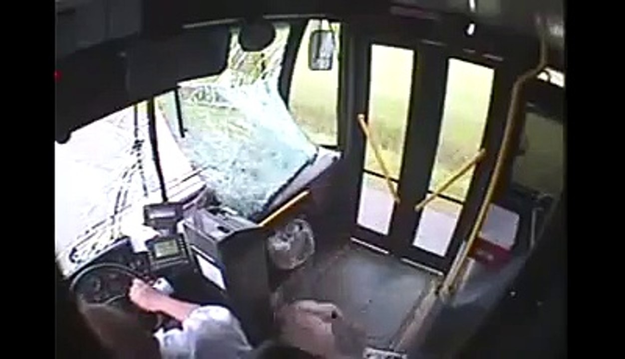 A deer rides in a bus ركوب الغزلان في حافلة