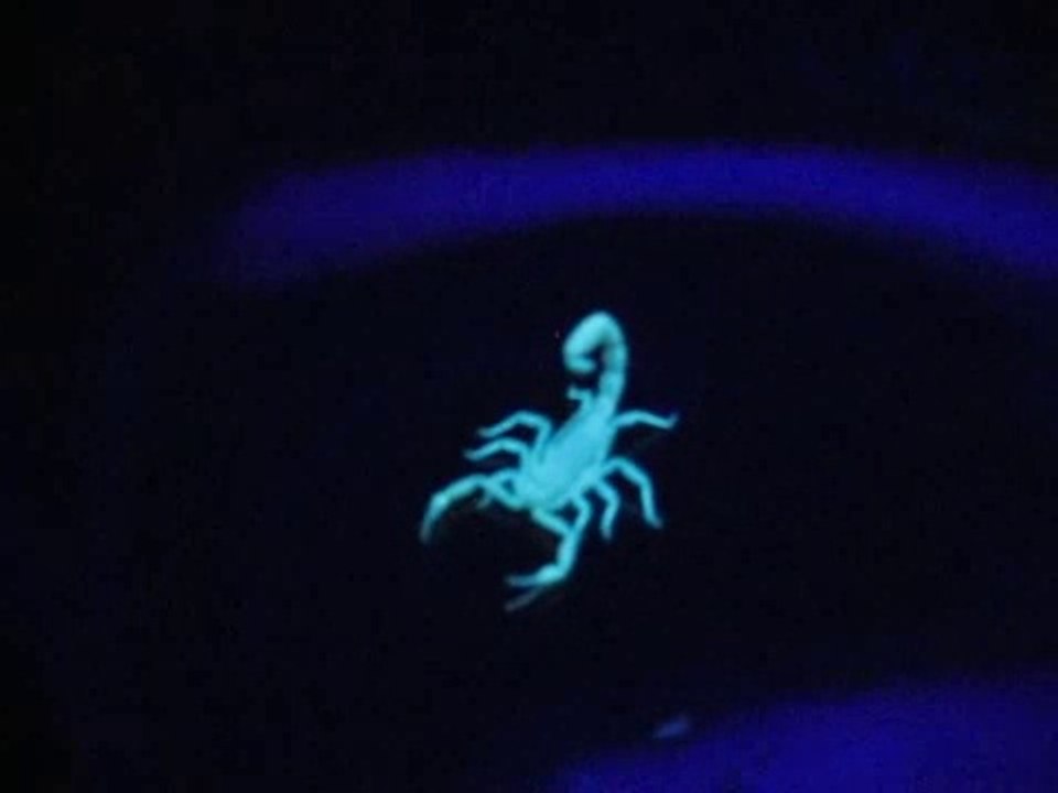 Ultraviolet scorpion العقرب فوق البنفسجية