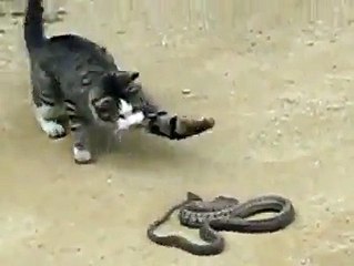 Cat vs. Snake القط مقابل الأفعى