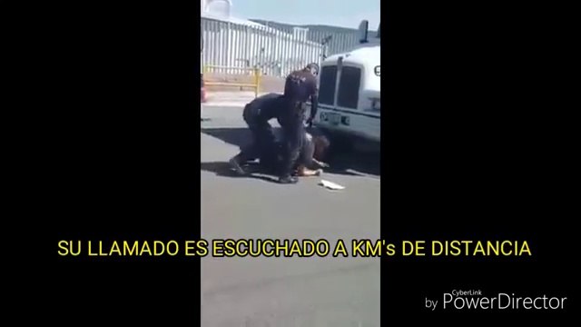 MORIRAS DE RISA LORD COYOTE CHILLON TRAILERO FINGE ¹LLORAR COMO PERRITO PARA NO SER ARRESTADO POR POLICIA HAY REACCION EN CADENA