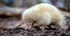 Rare Albino Echidna Spotted in Tasmanian National Park
