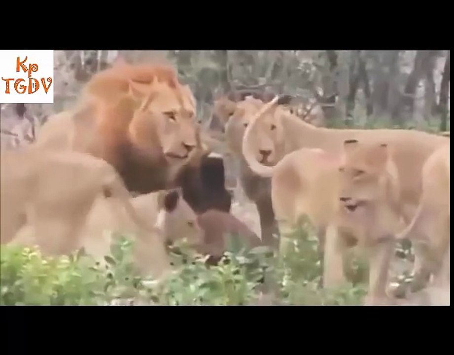 Búfalos salvajes matan a León por venganza para la primera parte - Fauna mundial