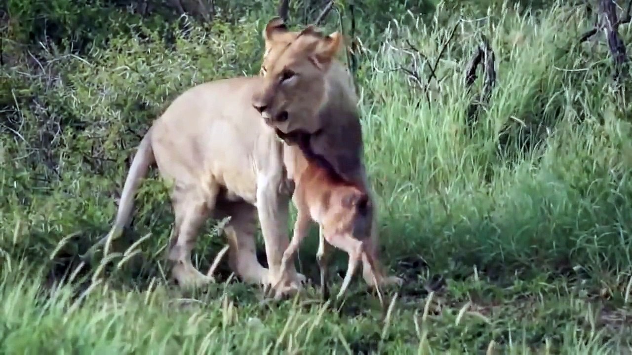 Animal World: el león más pequeño del mundo
