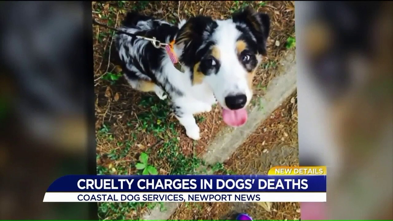 Virginia Boarding Kennel, Owner Charged After Investigations into Recent Dog Deaths