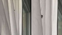 Human Brutally Interrupts Two Flies Showing Their Love To Each Other