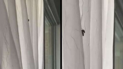 Human Brutally Interrupts Two Flies Showing Their Love To Each Other