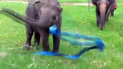 Baby Elephants are so funny you will die laughing - Funny Elephants compilation